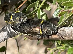 Hippomelas planicauda