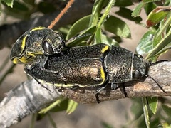 Hippomelas planicauda