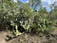Opuntia caboensis