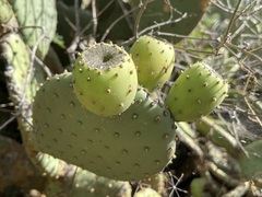 Opuntia caboensis