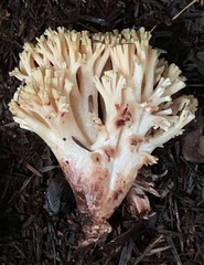 Ramaria rubiginosa