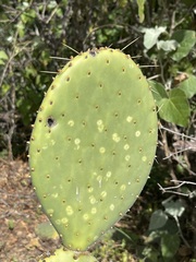 Opuntia caboensis