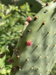 Opuntia caboensis