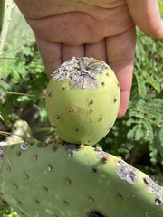 Opuntia caboensis
