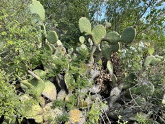 Opuntia caboensis
