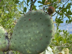 Opuntia caboensis