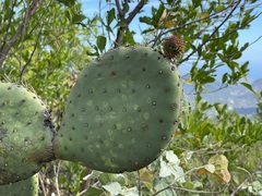 Opuntia caboensis