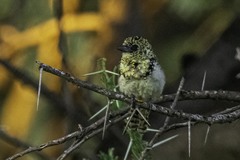 Trachyphonus darnaudii usambiro