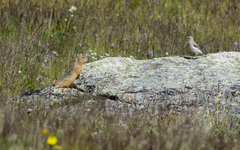 Urocitellus undulatus