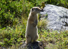 Urocitellus undulatus