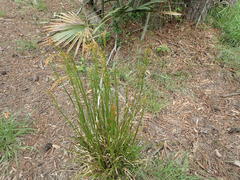 Rhynchospora elliottii