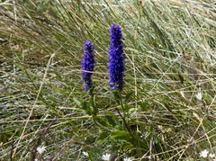 Veronica porphyriana