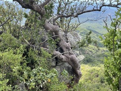 Bursera cerasiifolia