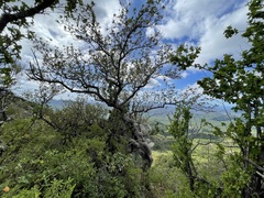 Bursera cerasiifolia