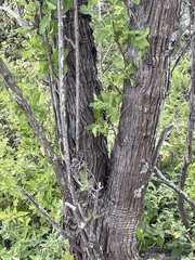 Nahuatlea arborescens