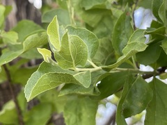 Nahuatlea arborescens