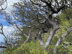 Bursera cerasiifolia