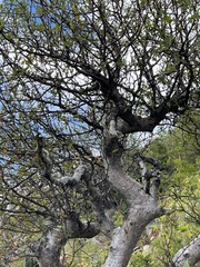 Bursera cerasiifolia