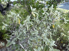 Bernardia lagunensis
