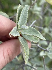 Bernardia lagunensis