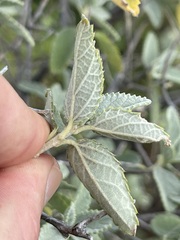 Bernardia lagunensis