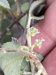 Bernardia lagunensis