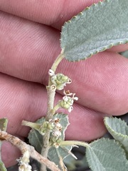 Bernardia lagunensis