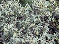 Bernardia lagunensis