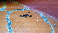 Scorpionoidea