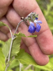 Salvia similis