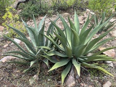 Agave aurea aurea