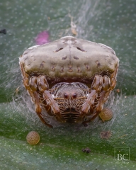 Arkys speechleyi