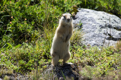 Urocitellus undulatus