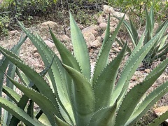 Agave aurea aurea