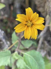 Heliopsis anomala