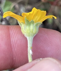 Heliopsis anomala