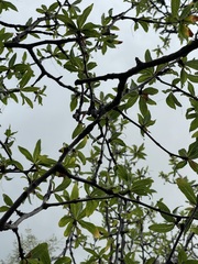 Bursera cerasiifolia