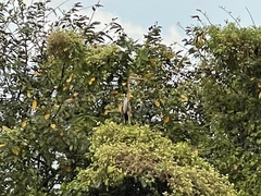 Ardea purpurea