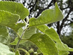 Buddleja crotonoides