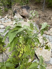 Buddleja crotonoides