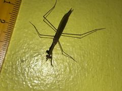 Mantodea