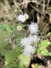 Ageratina viscosissima
