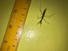 Mantodea