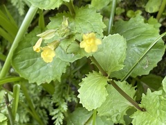 Erythranthe lagunensis