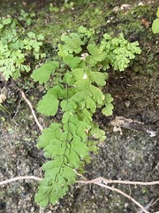 Adiantum concinnum