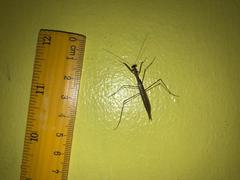 Mantodea