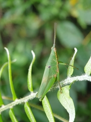 Tagasta marginella