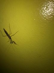 Mantodea