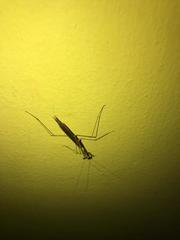 Mantodea