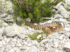 Crotalus molossus nigrescens